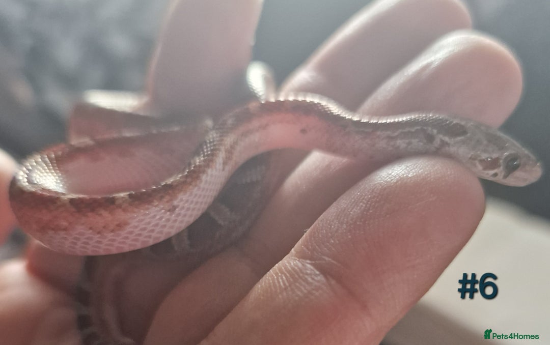 Corn Snake reptiles for sale: Scaleless & het scaleless bloodred pied sided - Image 5