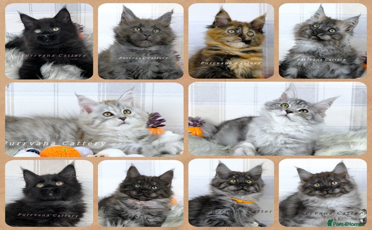 Maine Coon cats - Advert 5