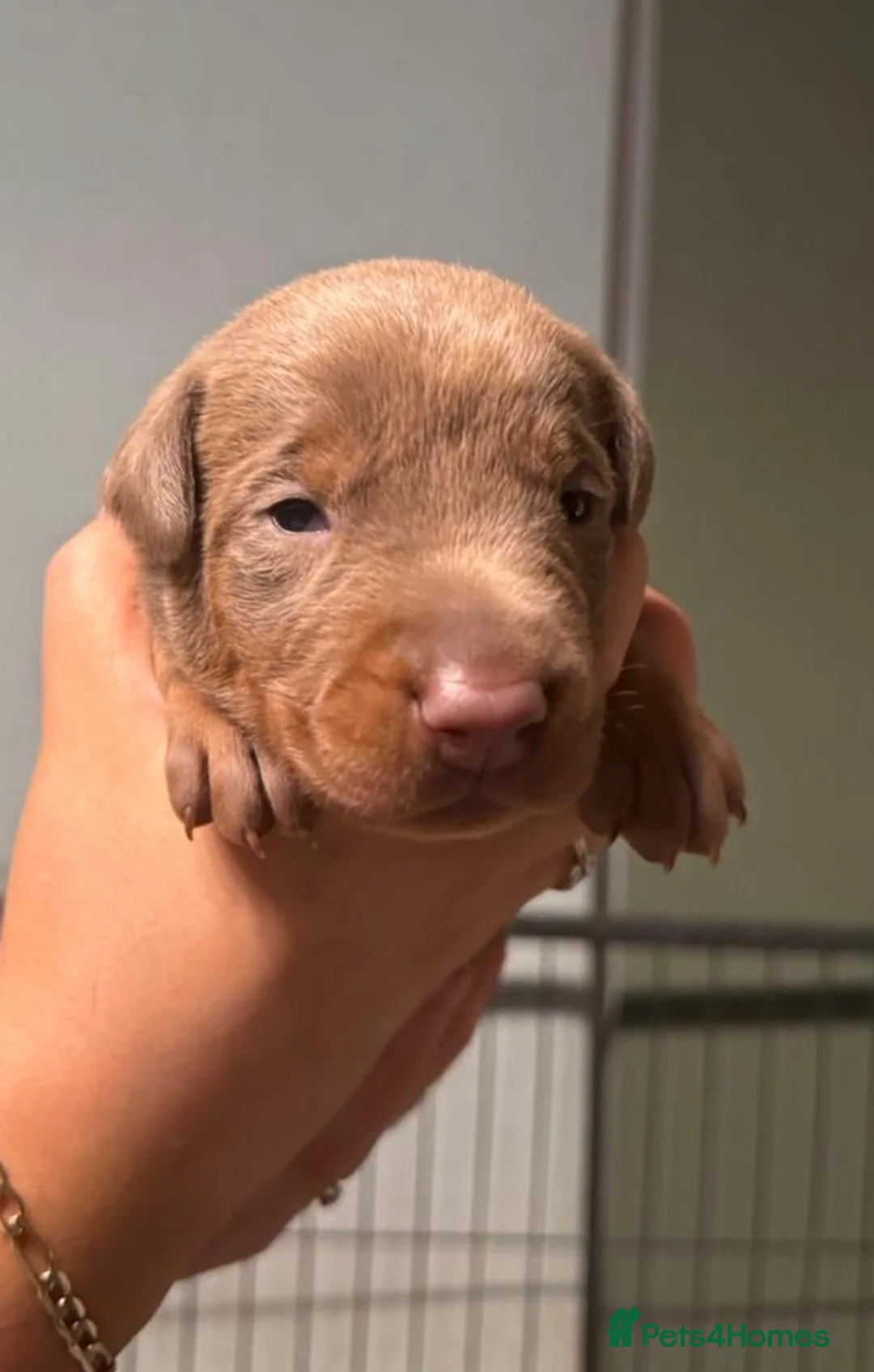 Dobermann dogs for sale: Chocolate & Isabella Doberman puppies for sale  - Advert 28