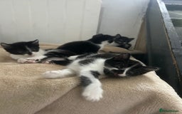Mixed Breed cats for sale: Beautiful marking very fluffy  - Image 3