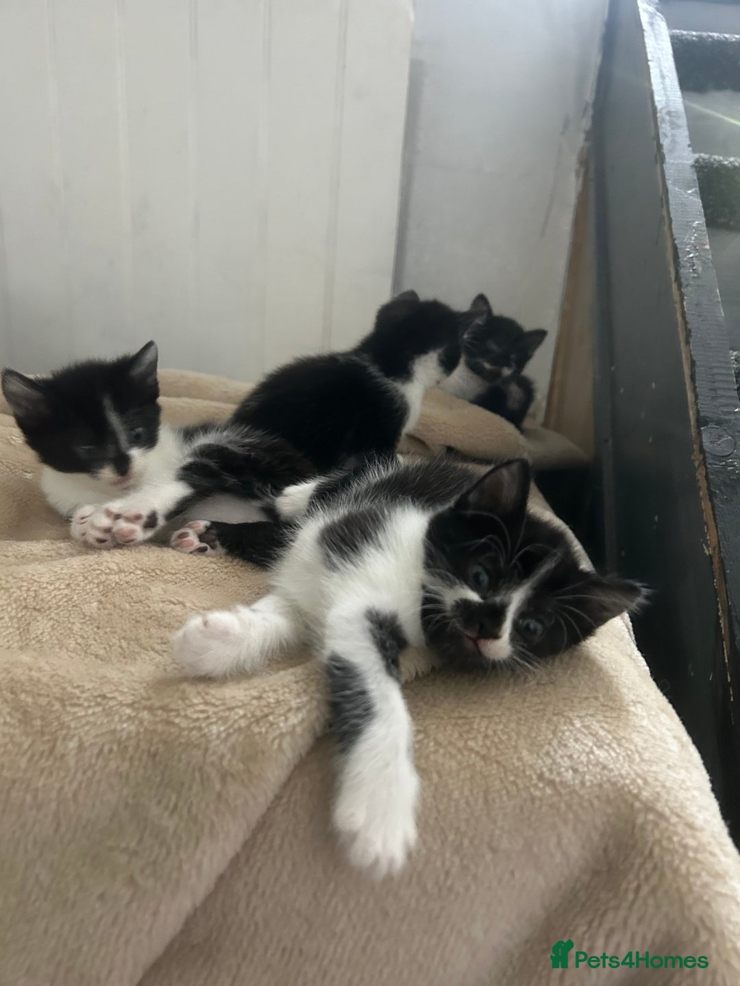 Mixed Breed cats for sale: Beautiful marking very fluffy  - Image 3