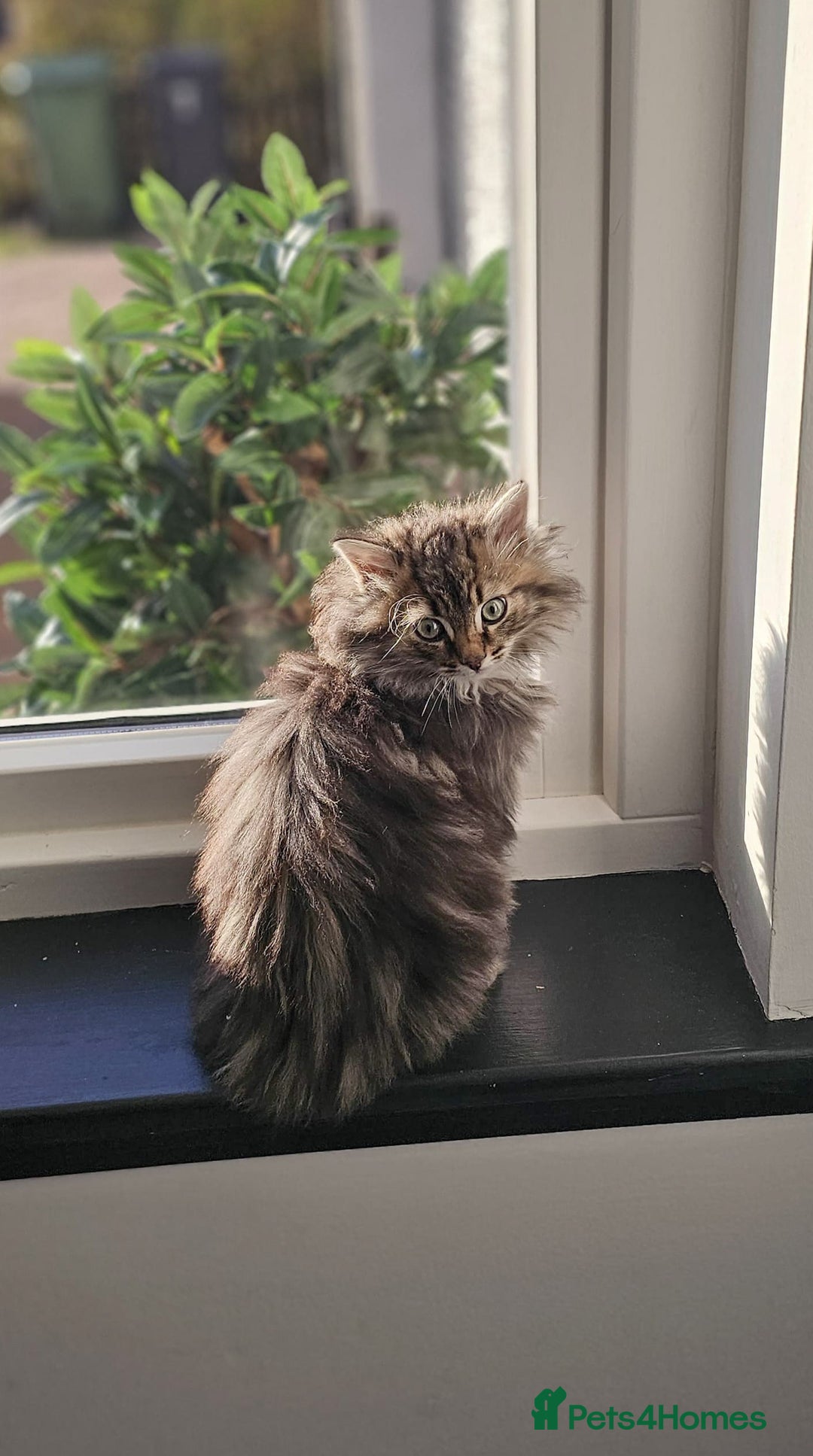 Siberian cats for sale: White and tabby Available!! Pure Siberian Kittens! - Advert 9