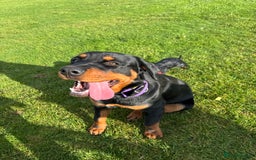 Rottweiler dogs for sale: Male rottweiler - Advert 2