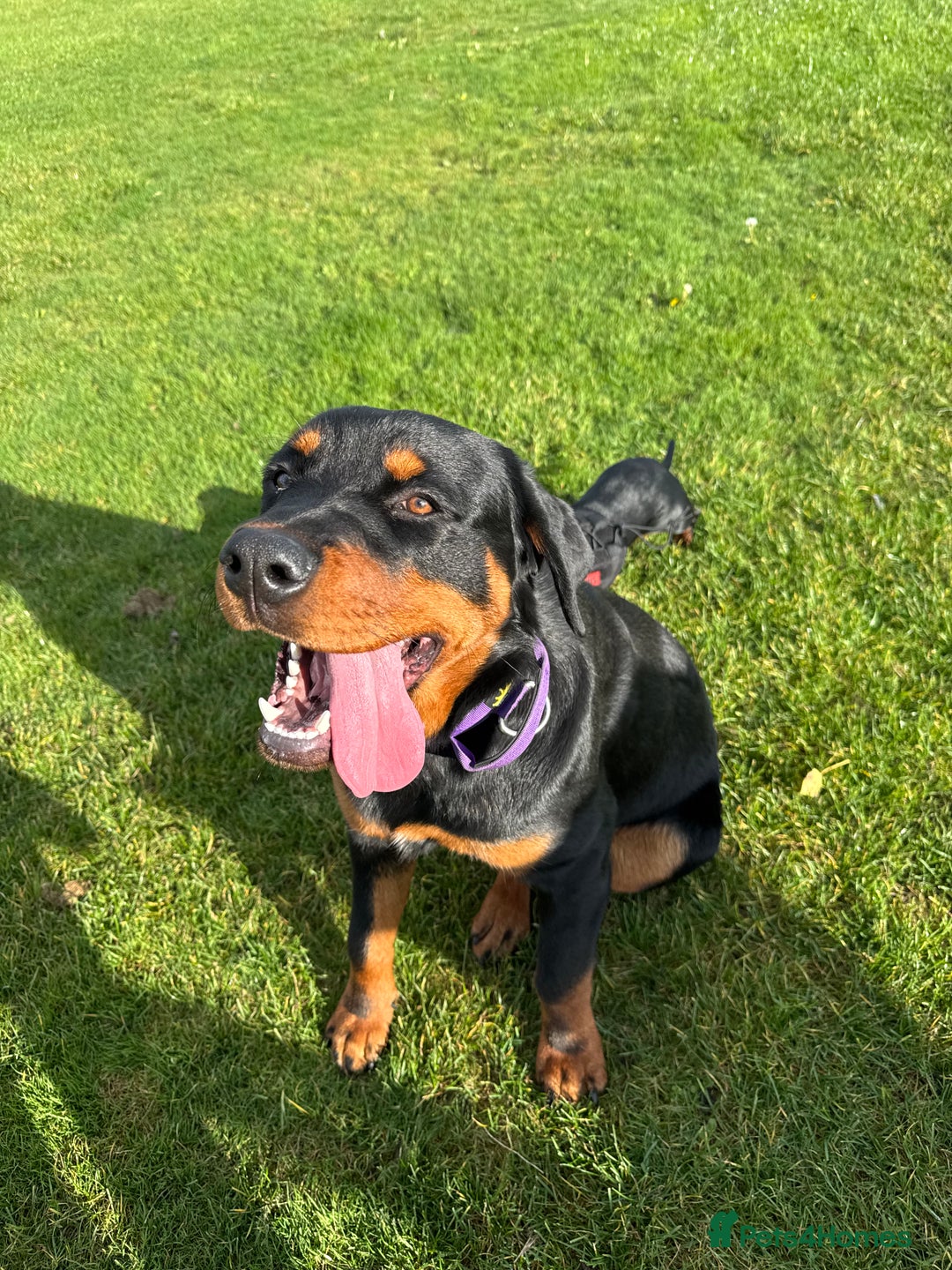Rottweiler dogs for sale: Male rottweiler - Advert 2