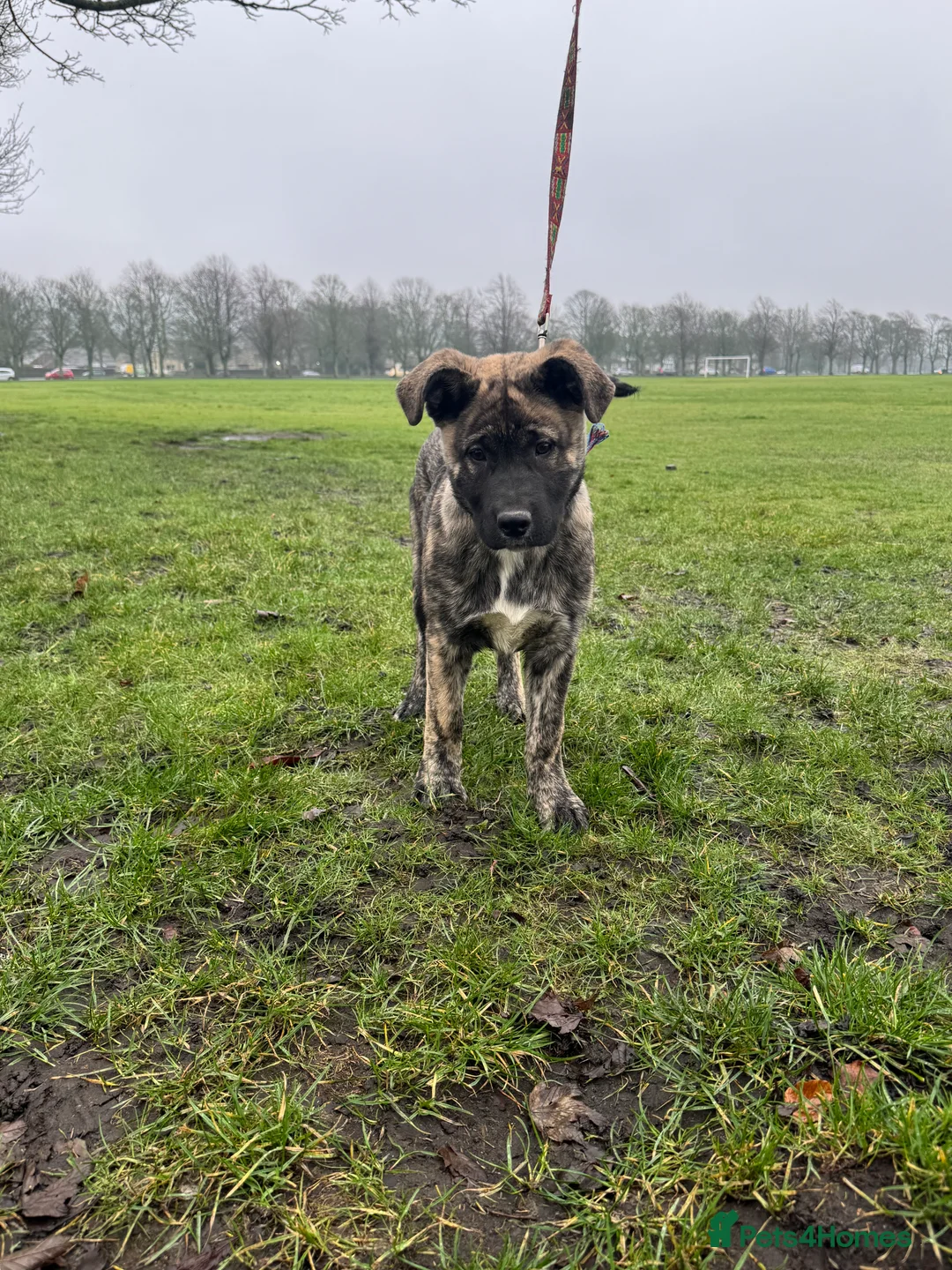 Mixed Breed dogs for sale: Beautiful Female Puppy (Presa Canario x Akita) - Advert 3