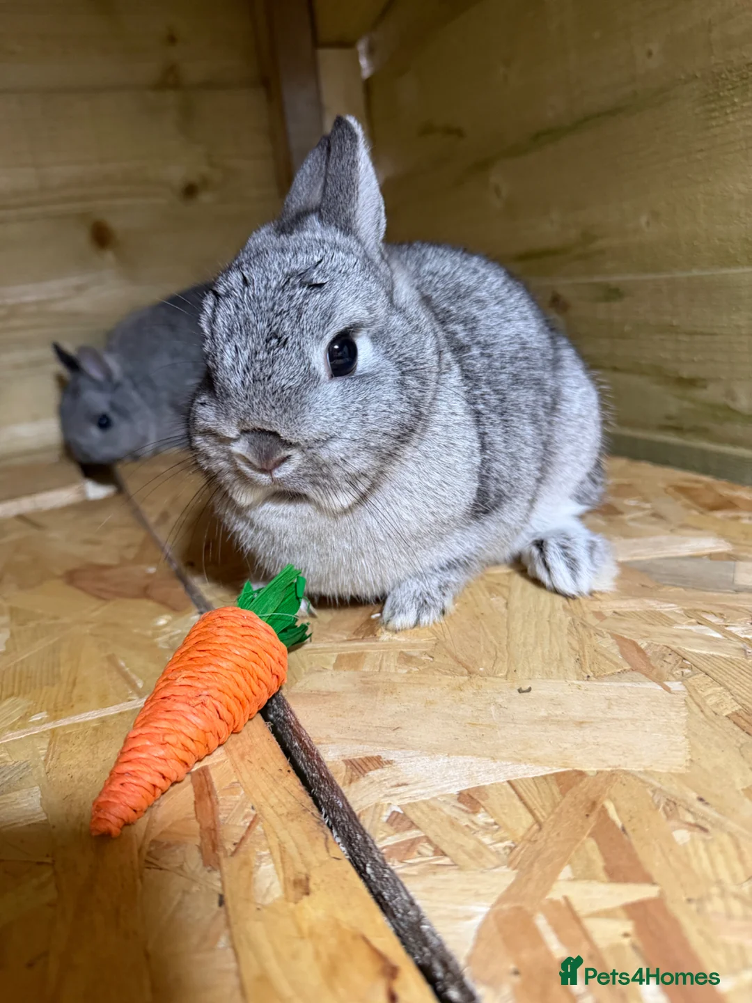 Netherland Dwarf rabbits for sale: Netherland Dwarf  in Sowerby Bridge - Advert 5