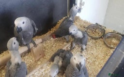 Parrots birds for sale: Tamed African Grey Parrots Available For Sale - Image 10