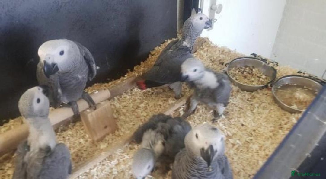 Parrots birds for sale: Tamed African Grey Parrots Available For Sale - Image 10