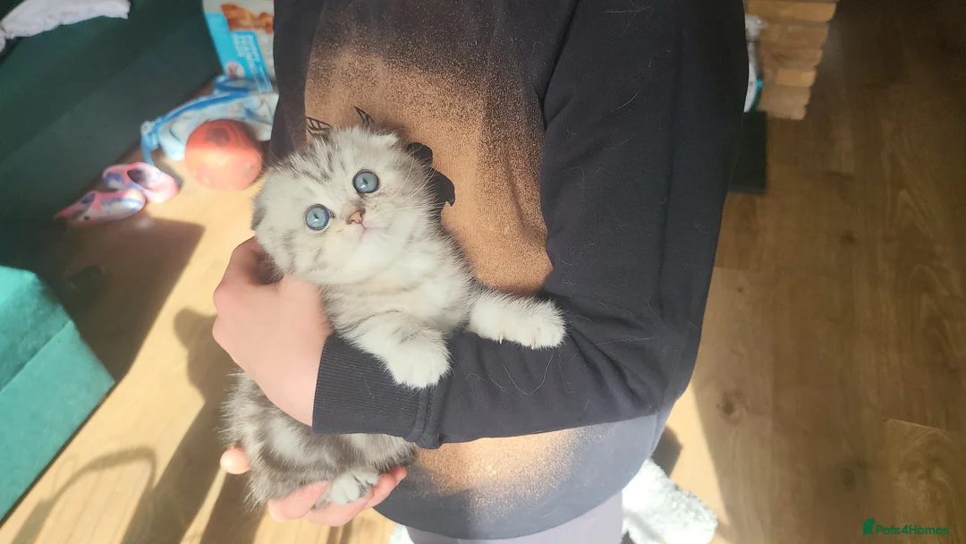British Shorthair cats for sale: Amazing Scottish fold girls - Advert 1