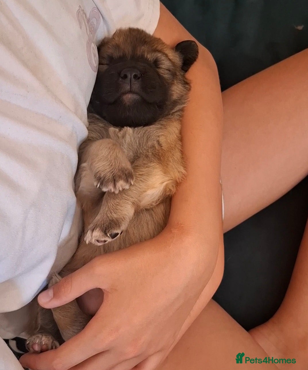 Sheprador dogs K.C registered German Shepherd × Labrodore pups  - Advert 1
