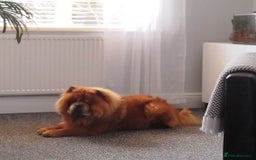 Chow Chow dogs for sale: Tyson - Advert 2