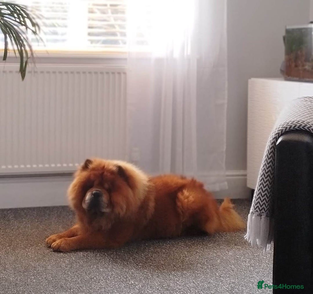 Chow Chow dogs for sale: Tyson - Advert 2