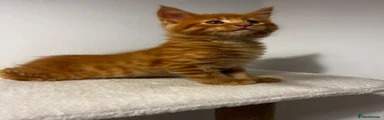 Fire Tabby Boy
