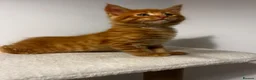 Maine Coon cats for sale: Beautiful Maine Coon Kittens - Advert 21