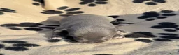 Whippet dogs for sale: 🐾 Beautiful Whippet Puppies Available 🐾 - Advert 14
