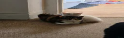 Mixed Breed cats for sale: Kittens  - Advert 2