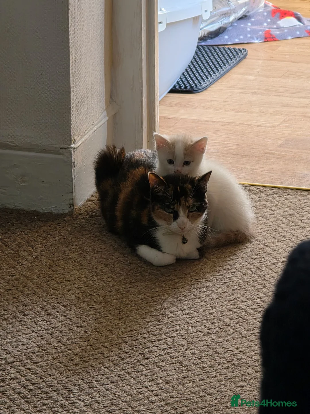 Mixed Breed cats for sale: Kittens  - Advert 2