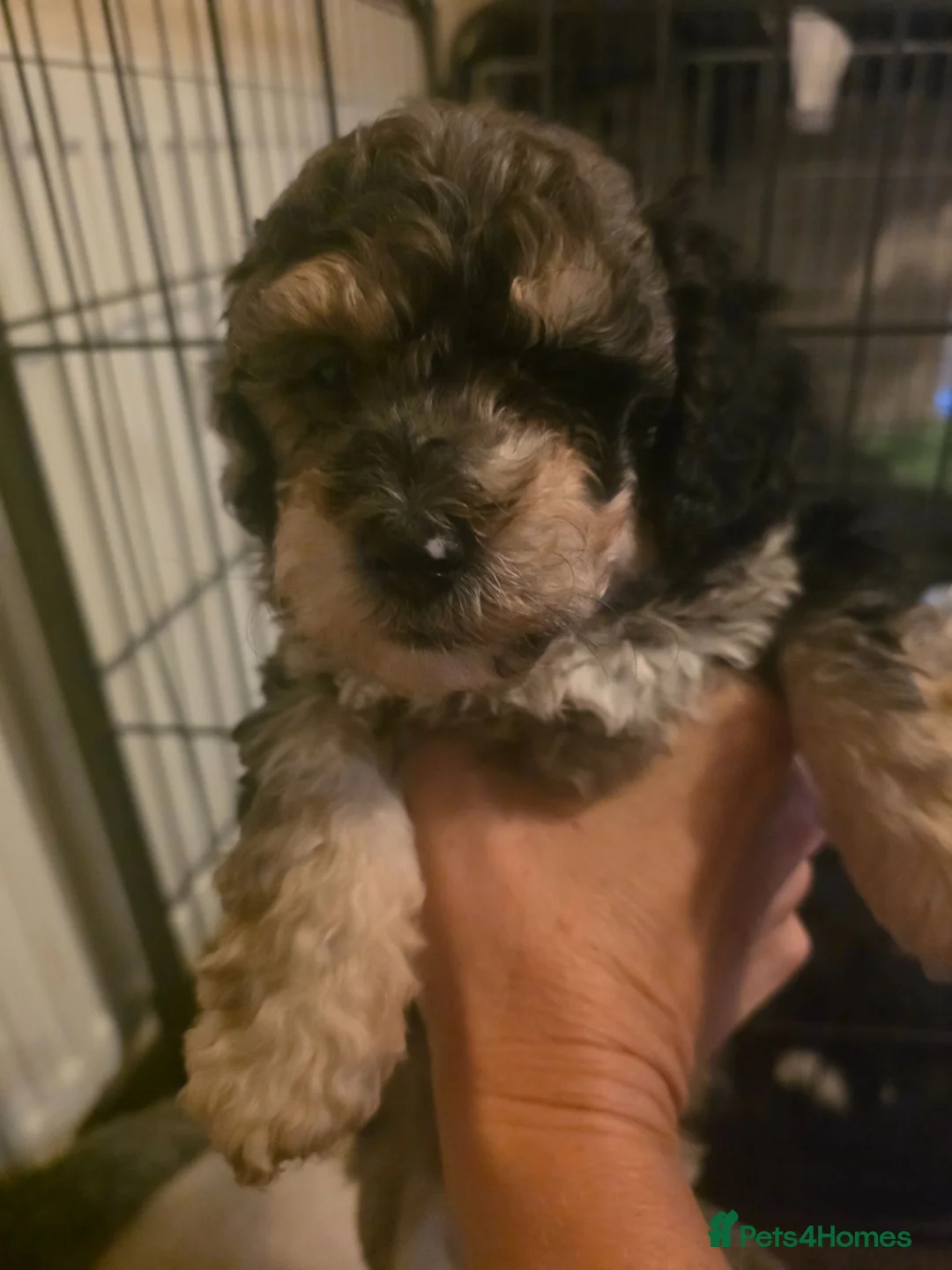 Poochon dogs for sale: 4 beautiful poochon puppys for sale  - Advert 25