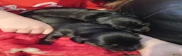Dachshund dogs for sale: Minature sausage dogs x 2 males  - Advert 9