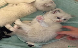 Ragdoll cats for sale: 5 beautiful GCCF Ragdoll kittens - Image 13