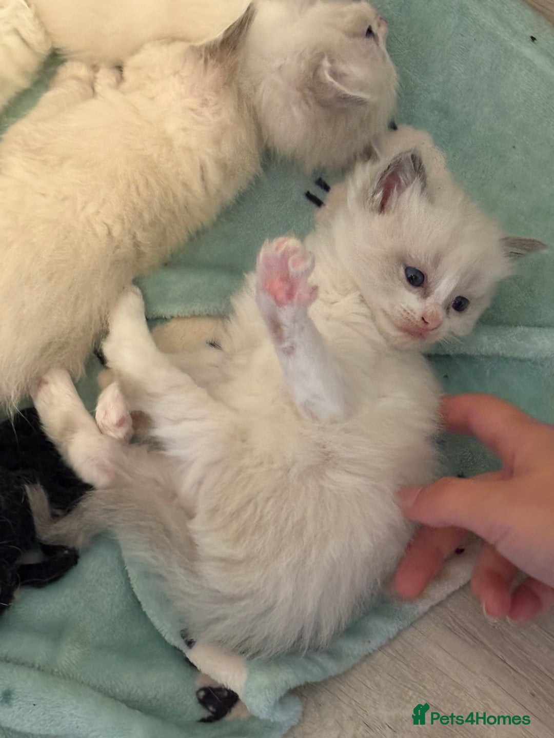 Ragdoll cats for sale: 5 beautiful GCCF Ragdoll kittens - Image 13