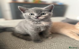 British Shorthair cats for sale: British shorthair cross Russian blue kitten - Image 1