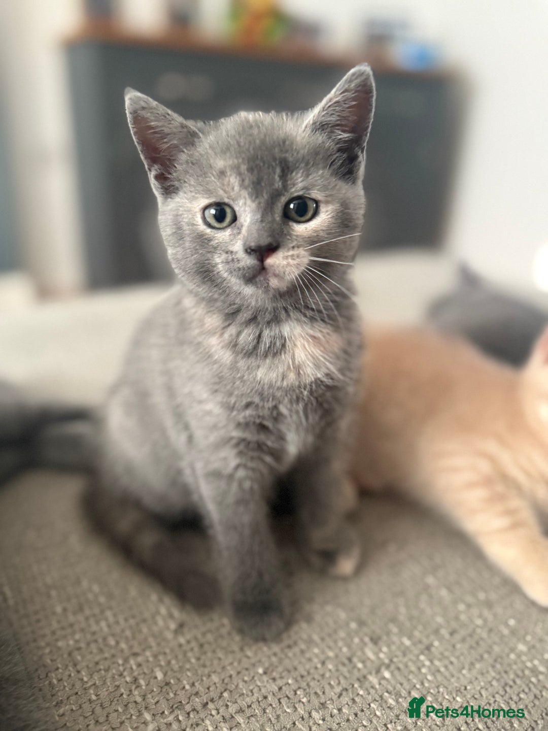 British Shorthair cats for sale: British shorthair cross Russian blue kitten - Image 1