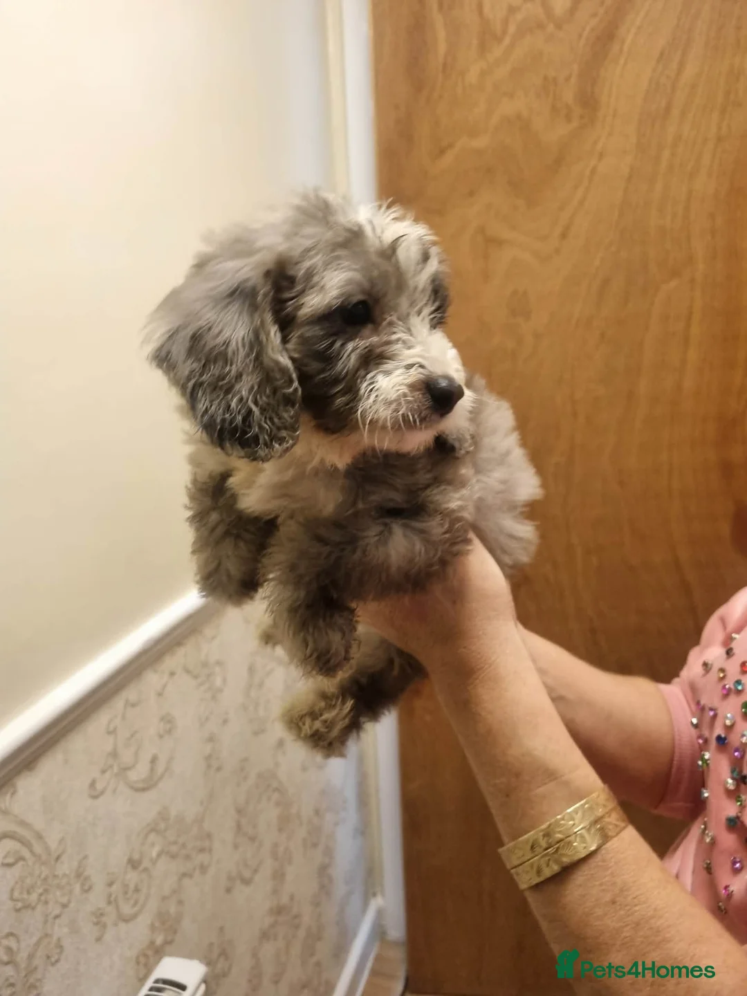 Cockapoo dogs for sale: Beautiful cockapoo  - Advert 2