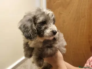 Cockapoo dogs Beautiful cockapoo - Advert 16