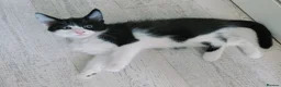 Mixed Breed cats for sale: Lovely kittens looking for a loving home ❤️ - Advert 17