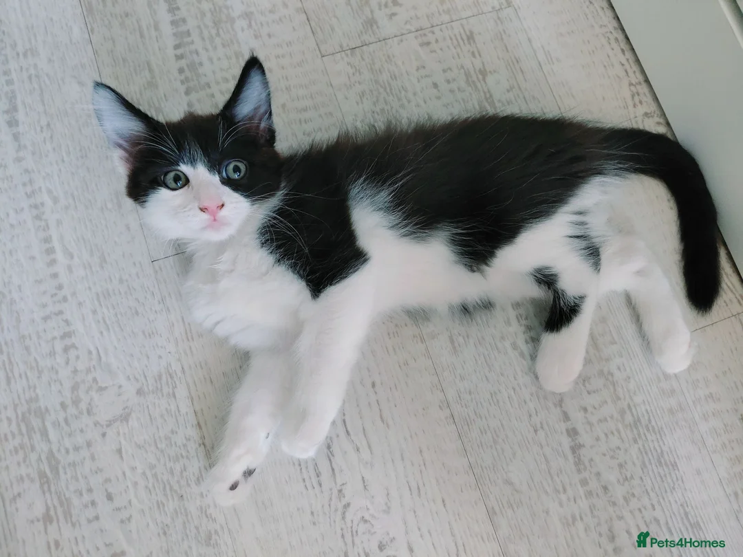 Mixed Breed cats for sale: Lovely kittens looking for a loving home ❤️ - Advert 17