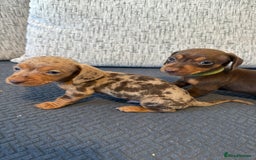 Miniature Dachshund dogs for sale: ❤️🐶 Miniature dachshund puppies 🐶❤️ READY NOW!! - Image 17