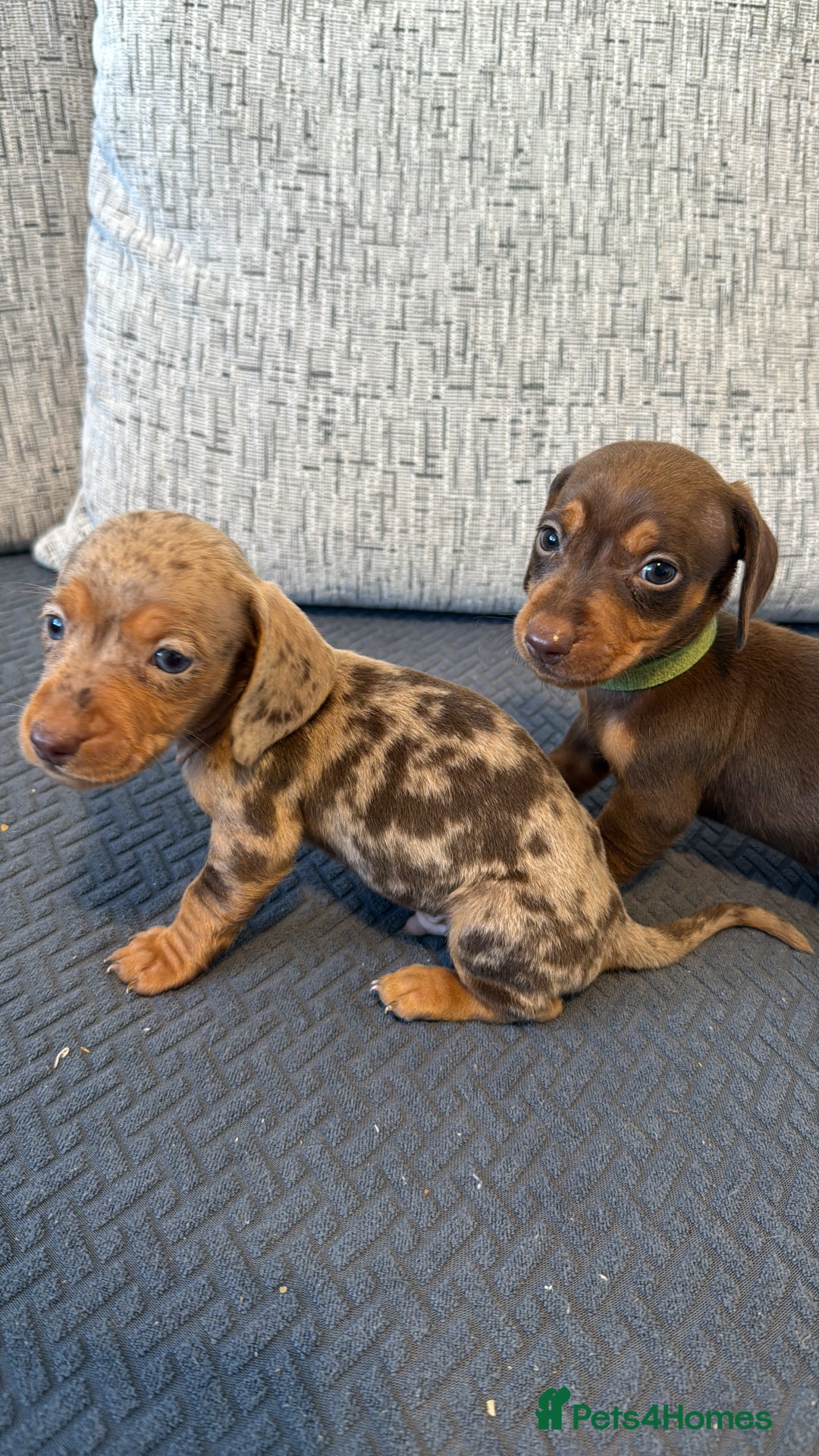 Miniature Dachshund dogs for sale: ❤️🐶 Miniature dachshund puppies 🐶❤️ READY NOW!! - Image 17