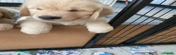 Golden Retriever dogs for sale: KC Registered Golden Retriever - Advert 4