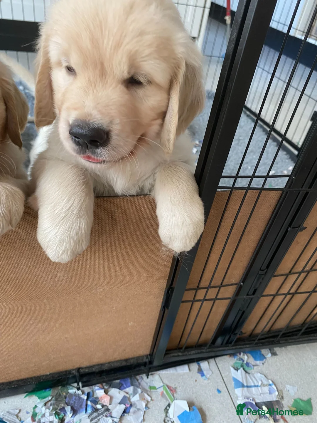 Golden Retriever dogs for sale: KC Registered Golden Retriever - Advert 4
