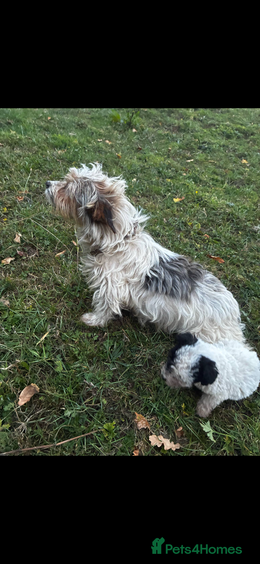 Jack Russell dogs for sale: Jack russel - Image 7