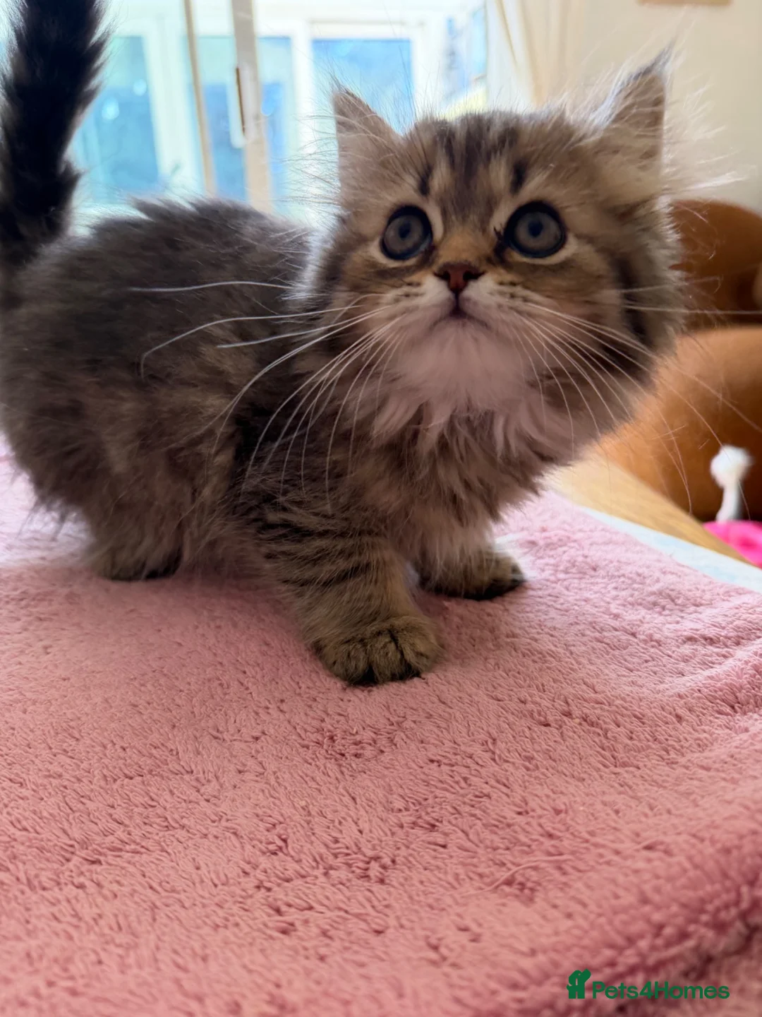 Persian cats for sale: Persian chinchilla kittens for sale  - Advert 6