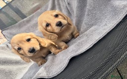Miniature Dachshund dogs for sale: True Long hair English cream KC miniature  - Image 8