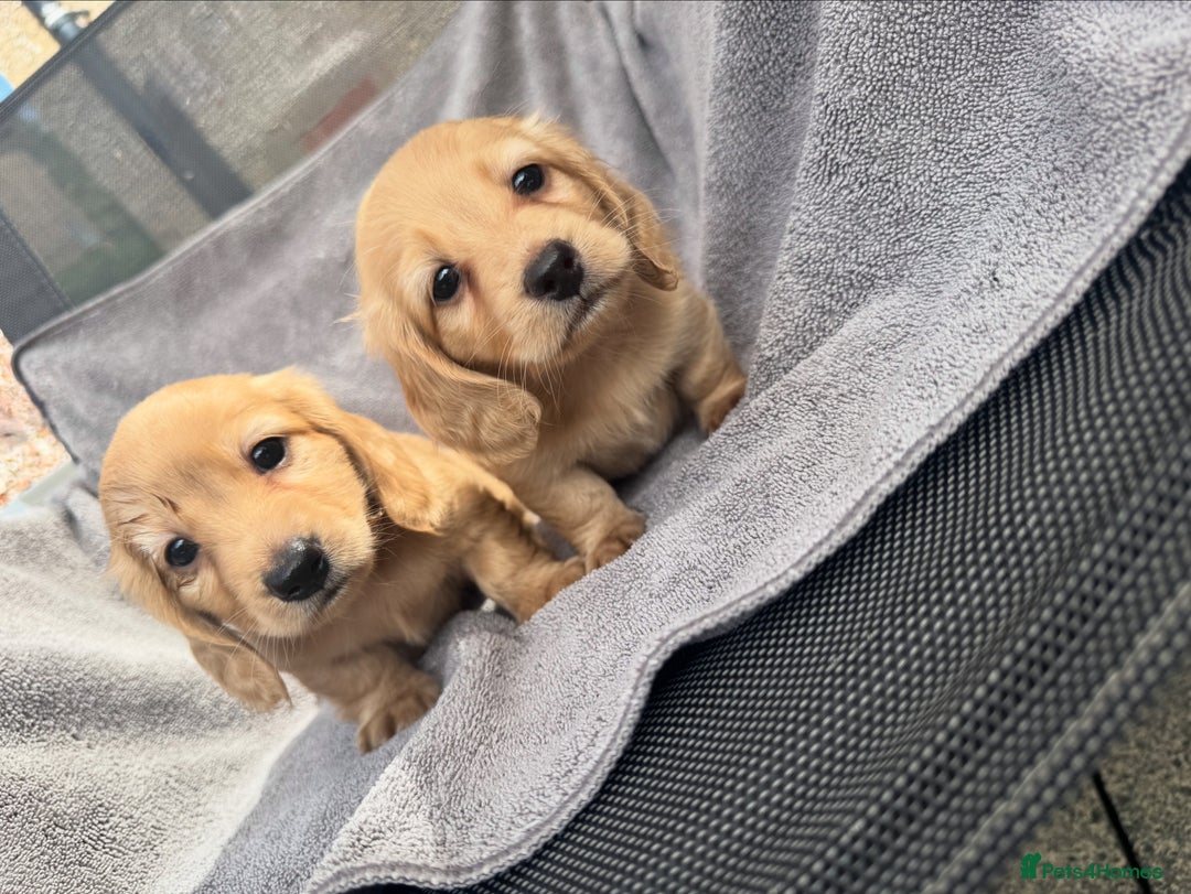 Miniature Dachshund dogs for sale: True Long hair English cream KC miniature  - Image 8