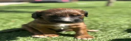 Mixed Breed dogs for sale: Cocker X Collie Puppies - Advert 7