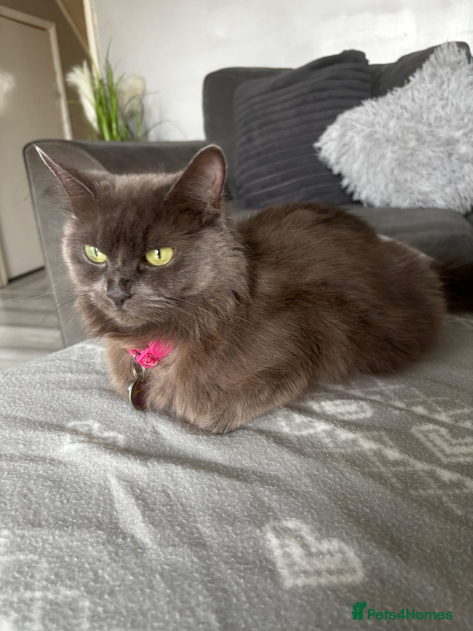 Mixed Breed cats Beautiful all grey Kittens  - Advert 5
