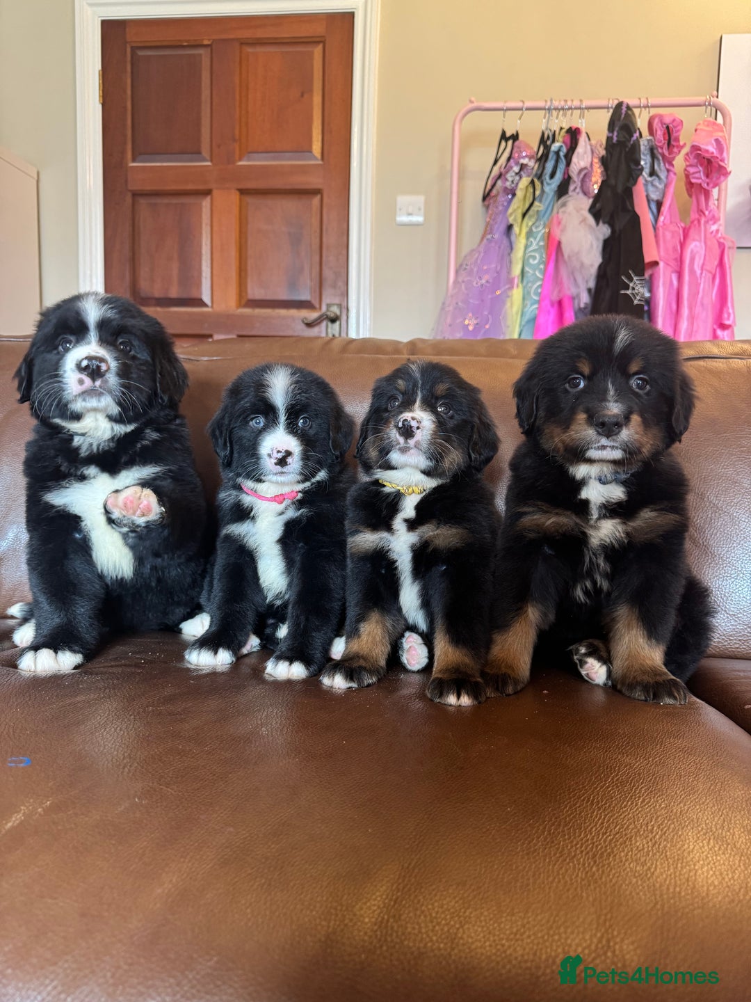 Mixed Breed dogs for sale: Labernese x Bernese mountain dog puppies  - Image 4