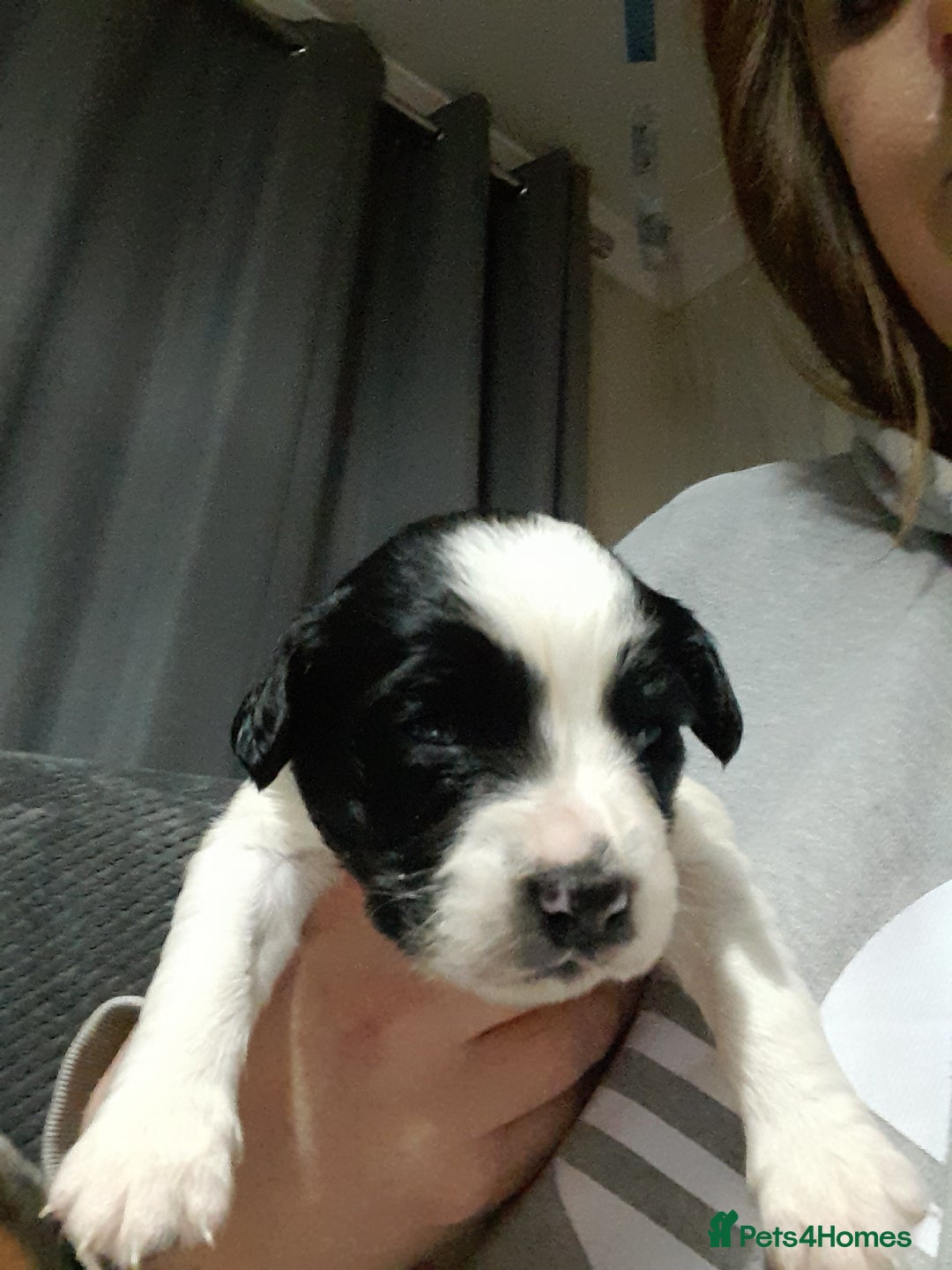 Springador dogs for sale: Springador puppys - Advert 2