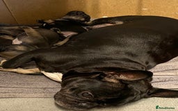 French Bulldog dogs for sale: Last one French bulldog puppies  - Image 9