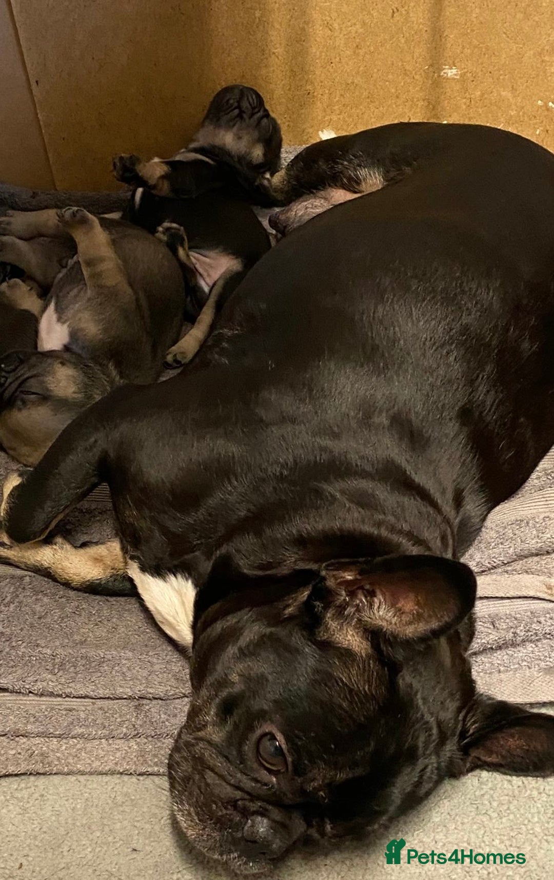 French Bulldog dogs for sale: Last one French bulldog puppies  - Image 9