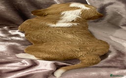Labradoodle dogs for sale: Labradoodles for Sale! - Image 38