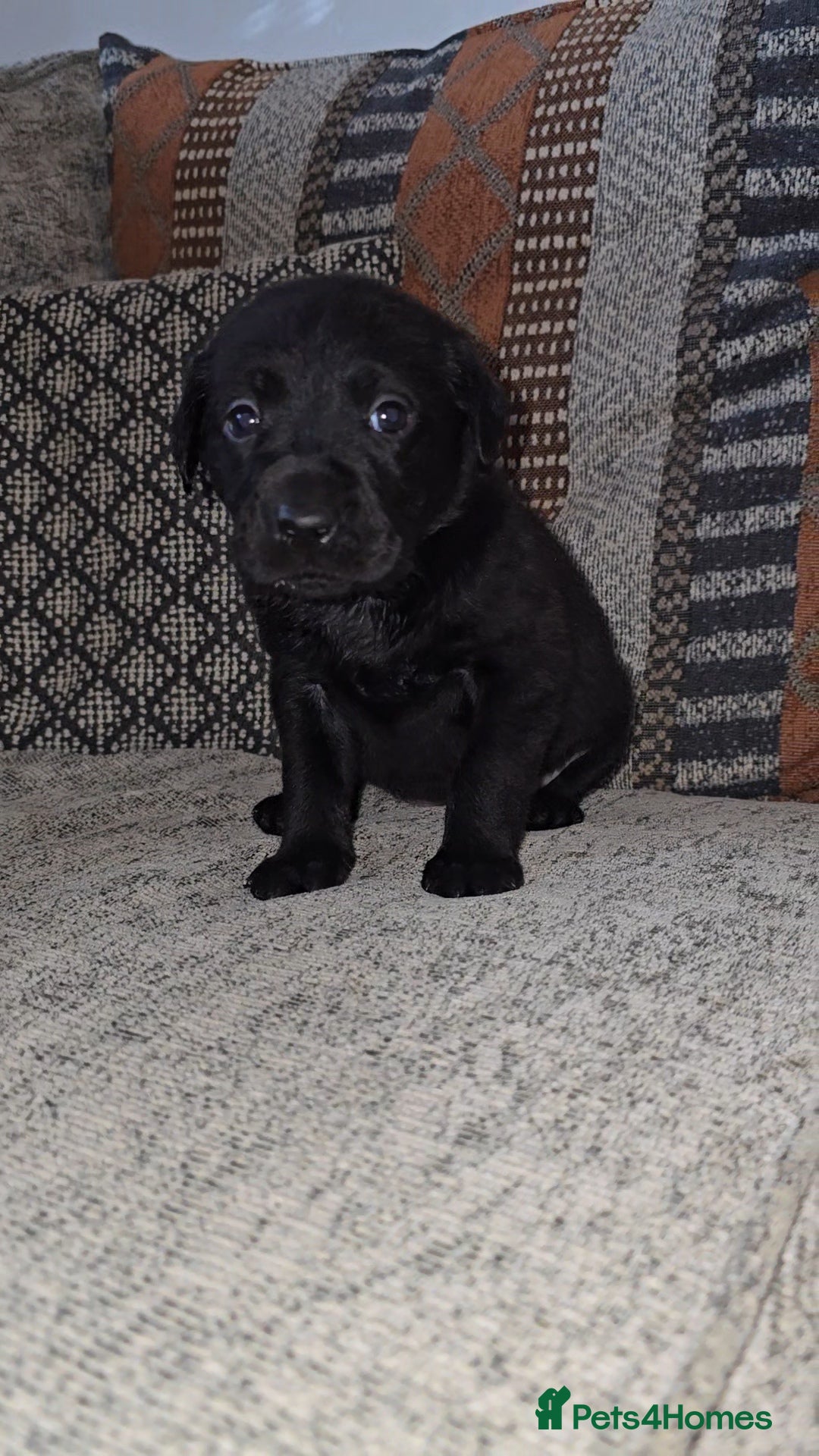 Labrador Retriever dogs 3 black female Labrador Puppies  - Advert 8