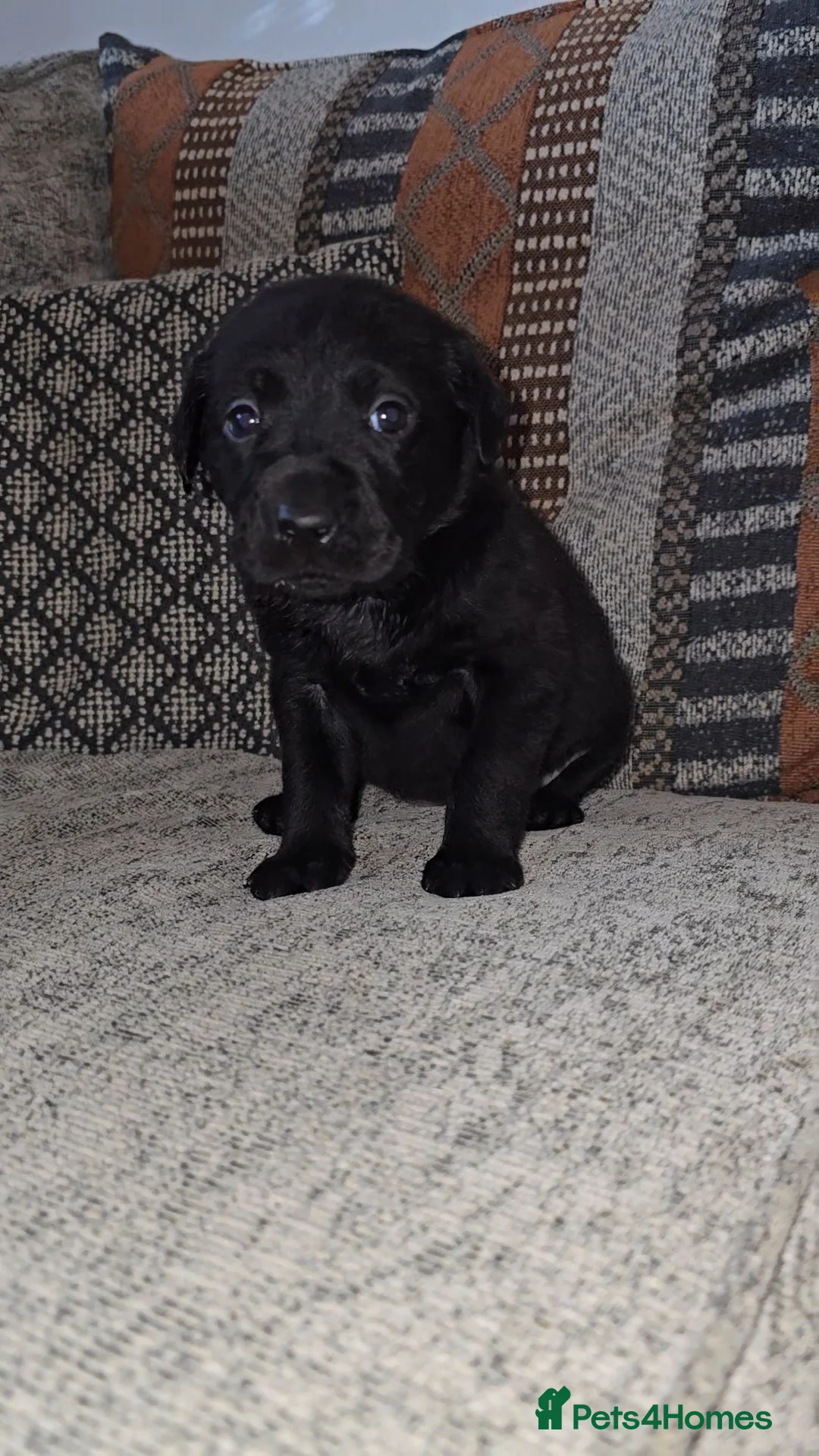 Labrador Retriever dogs for sale: 4 female Labrador Puppies  - Advert 1