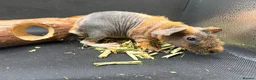 Guinea Pig rodents for sale: Boy & Girl Skinny Pig - Ready Now in Caterham - Advert 2