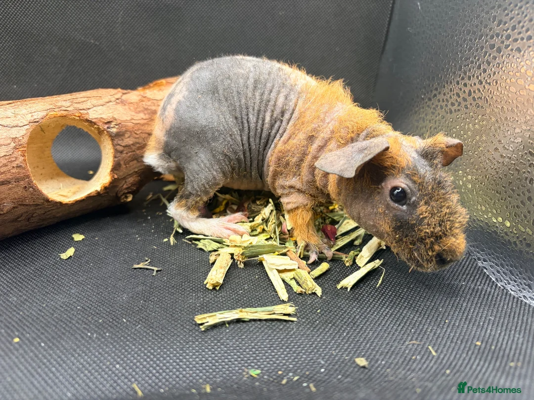 Guinea Pig rodents for sale: Boy & Girl Skinny Pig - Ready Now in Caterham - Advert 2